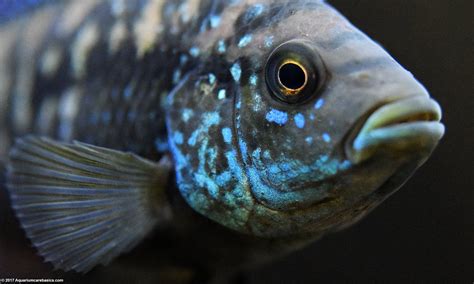 Freshwater Tropical Fish Species for Aquariums .